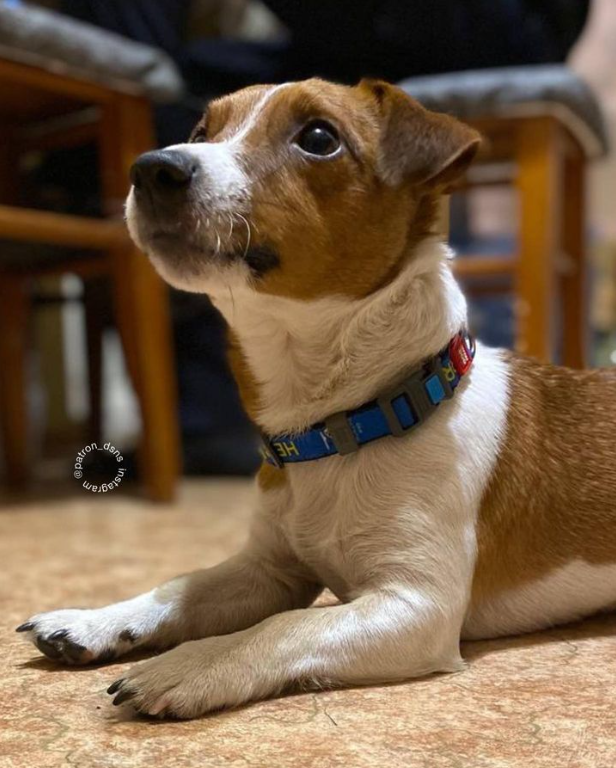 Пес Патрон потрапив до клініки: що сталося