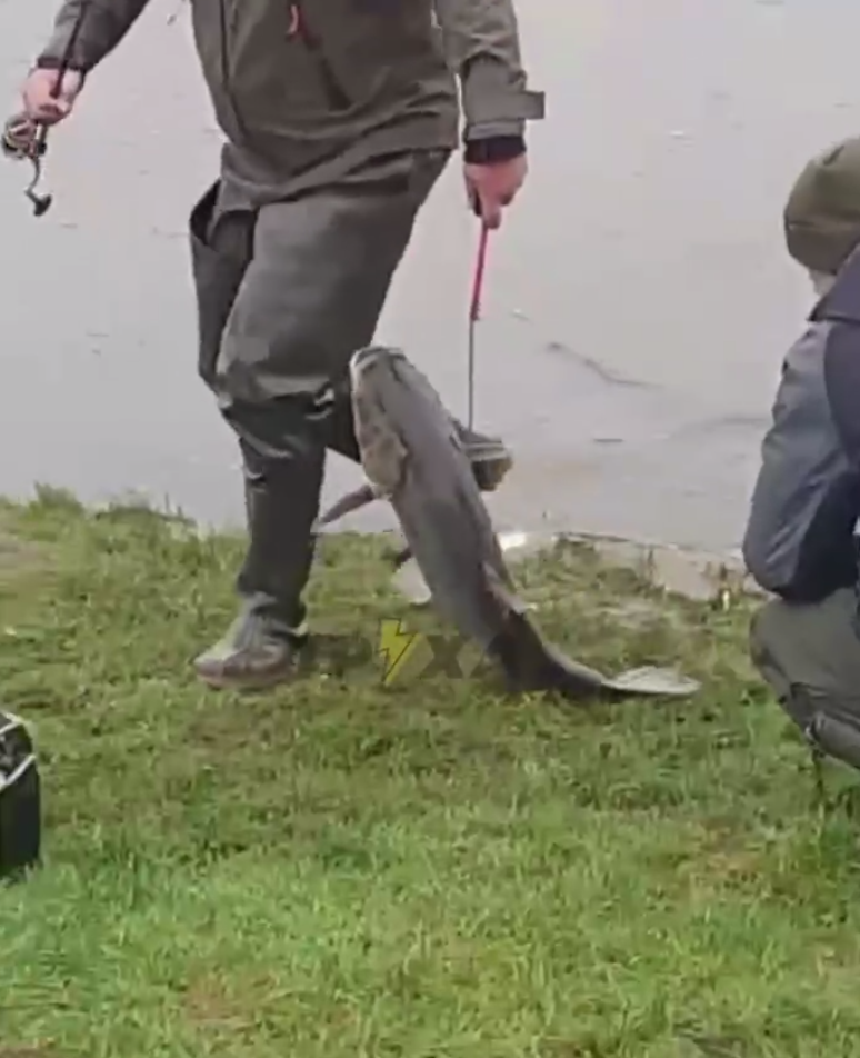 Возможно все: в Киеве в озере выловили рыбу-гиганта (видео)