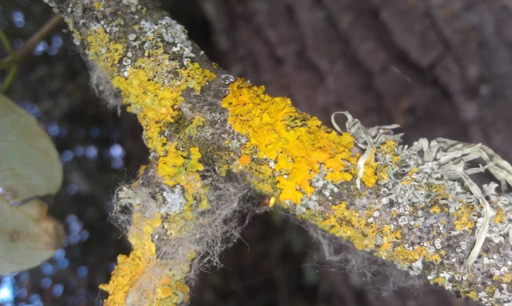 Сажистый грибок, лишайники и мох: как избавиться от болезней плодовых деревьев