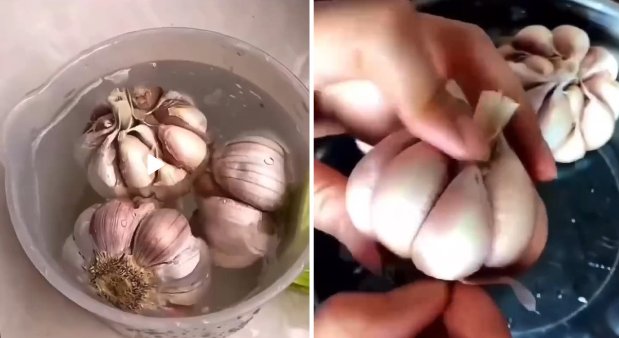 Вирощуємо часник на підвіконні: інструкція для пишного городу вдома