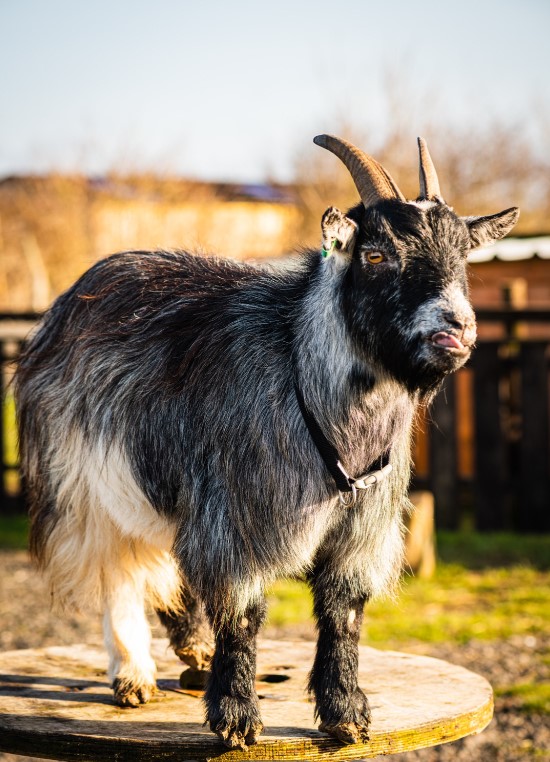Козел вторгается в дома, крадет белье и бьет рогами всех подряд (фото)