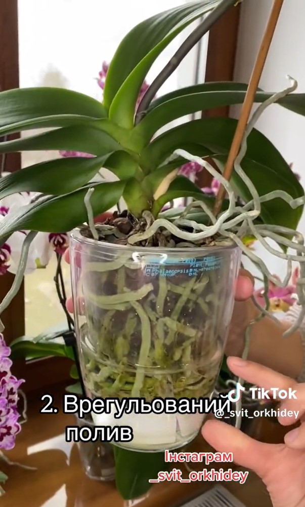 4 простих правила, з якими ваші орхідеї будуть часто і гарно квітнути