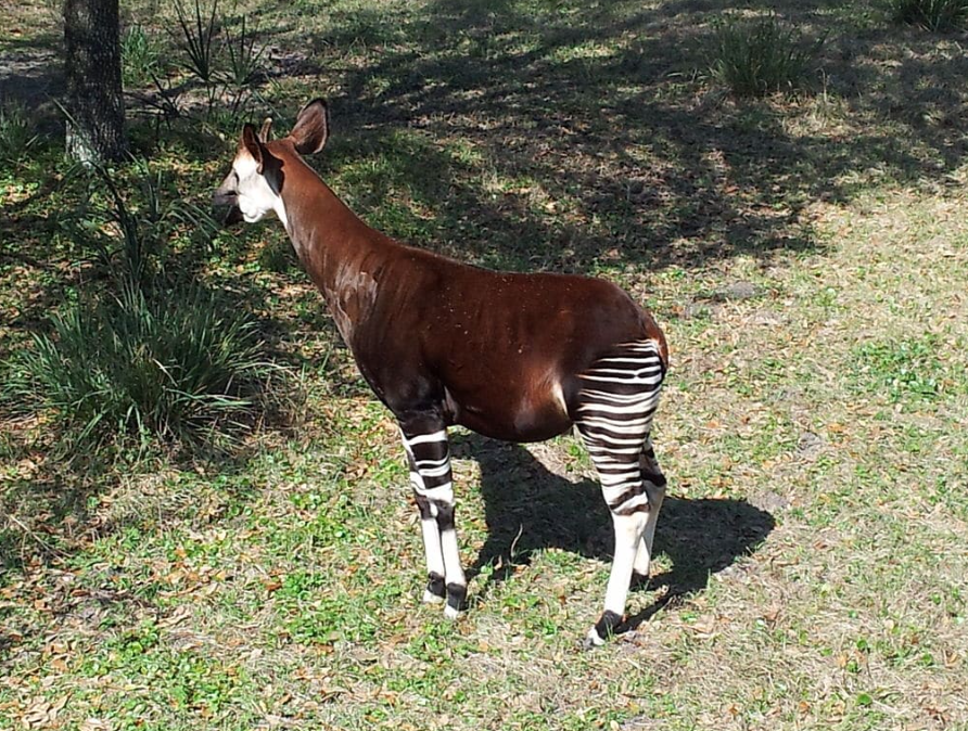 7 дивовижних тварин, у реальність яких важко повірити (фото)