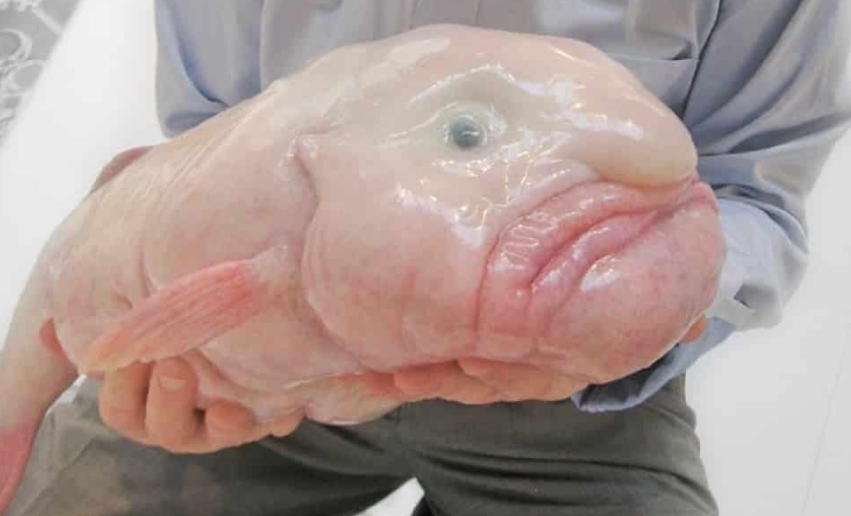 7 дивовижних тварин, у реальність яких важко повірити (фото)