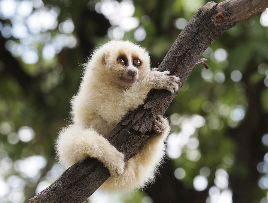 7 дивовижних тварин, у реальність яких важко повірити (фото)