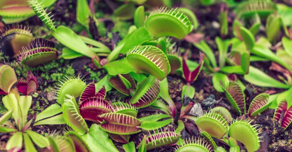 Ці рослини по-справжньому їдять комах. Ось як виглядають зелені хижаки (фото)