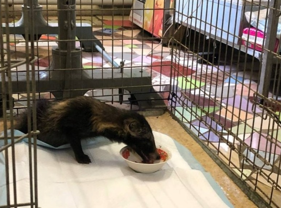 Лечили больше месяца: енотика, которого спасли бойцы ГСЧС, выпустили на волю