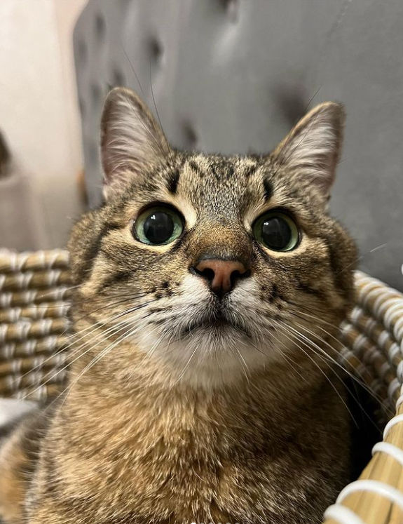 Кот Степан стал лицом обложки журнала Times Monaco: милые фото