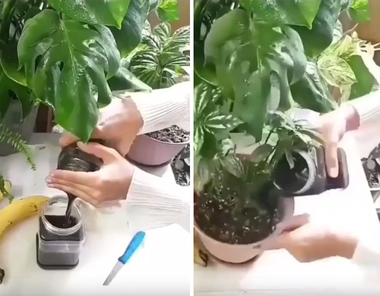 Банановая вода сделает чудо для комнатных растений: как сделать бесплатное средство