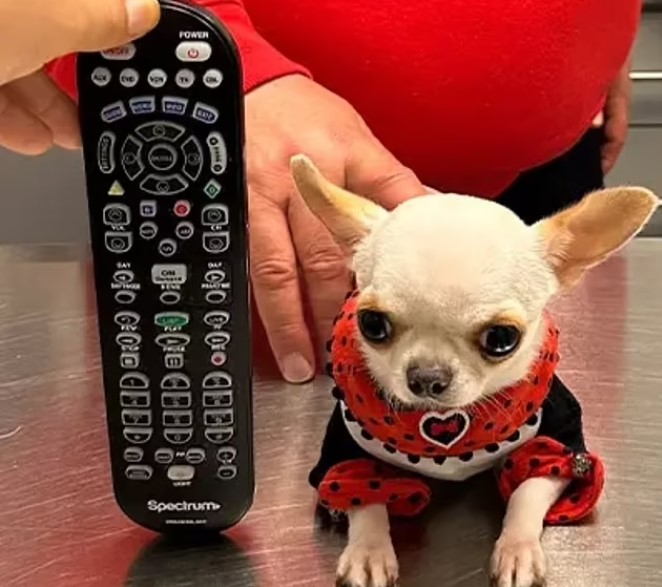 Погляньте, як виглядає найменший собака у світі. Він крихітніший за долар