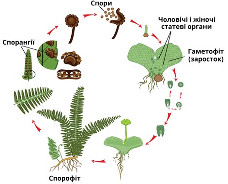 Как на самом деле "цветет" папоротник и зачем его искать в ночь на Ивана Купала