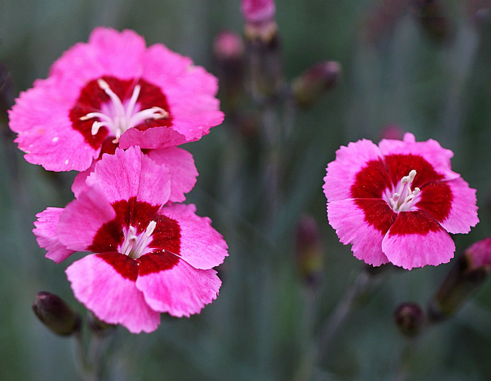 Які квіти краще посіяти на початку зими по снігу: "топ" рослин