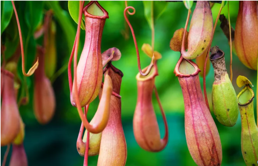 Ці рослини по-справжньому їдять комах. Ось як виглядають зелені хижаки (фото)