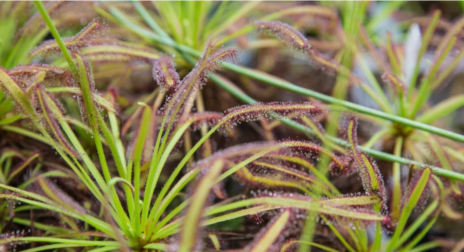 Ці рослини по-справжньому їдять комах. Ось як виглядають зелені хижаки (фото)