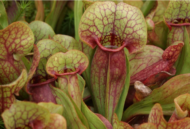 Ці рослини по-справжньому їдять комах. Ось як виглядають зелені хижаки (фото)