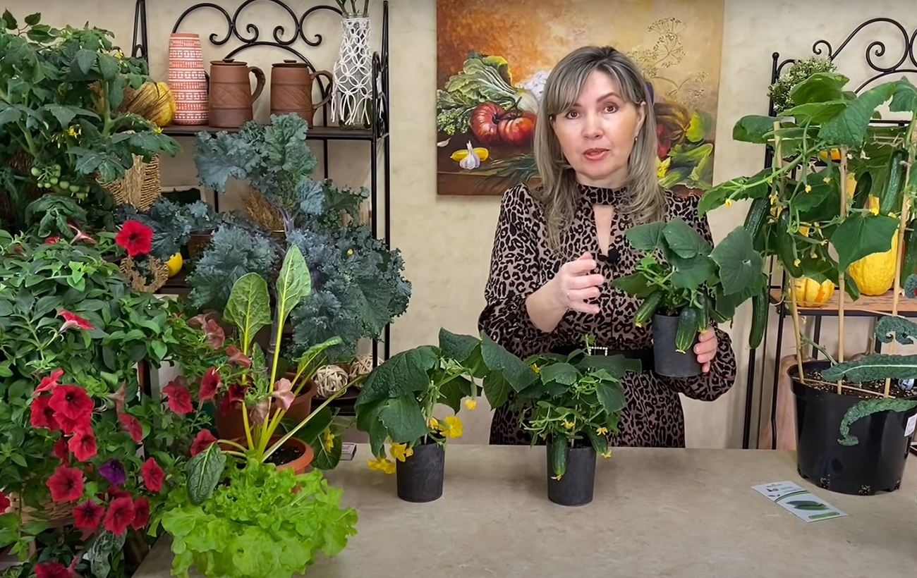 Вырастить огурцы дома и собирать урожай - это реально. Попробуйте простой способ