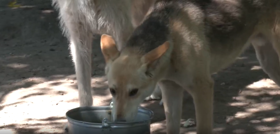 77-летняя зоозащитница спасла почти тысячу животных в Гостомеле во время оккупации
