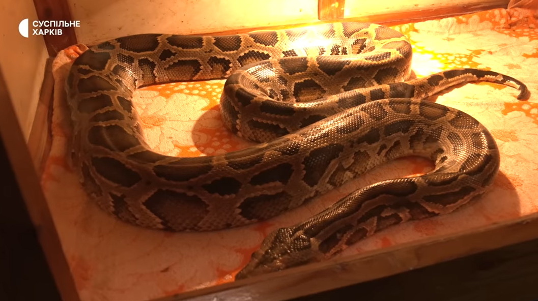 Боєць ЗСУ врятував триметрового пітона з підбитого російського танка (відео і фото)