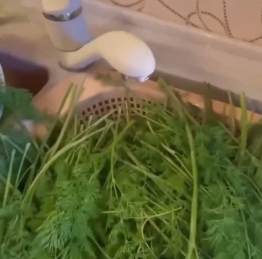 Як заморозити кріп, щоб він не перетворився на кашу: простий лайфхак