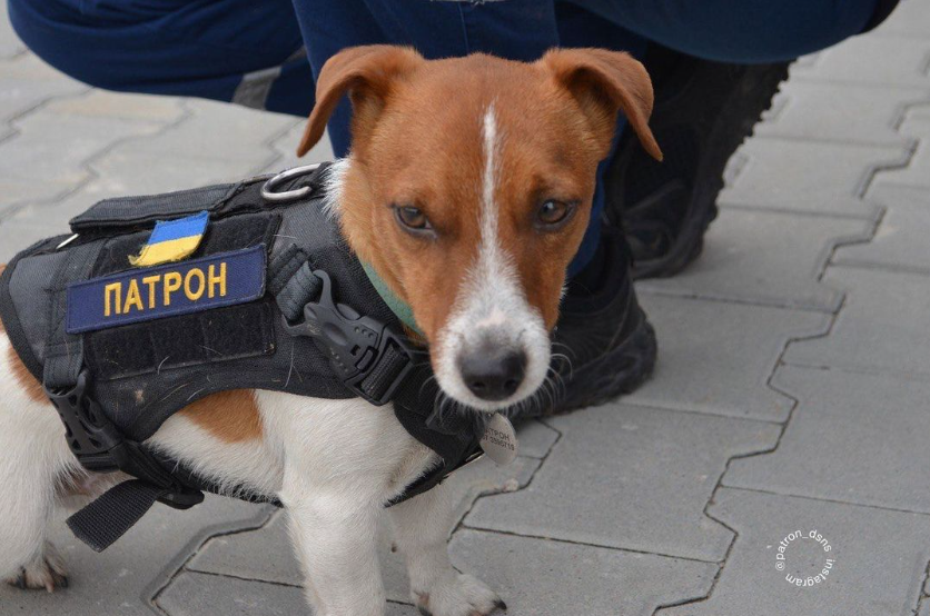 Пес Патрон потрапив до клініки: що сталося