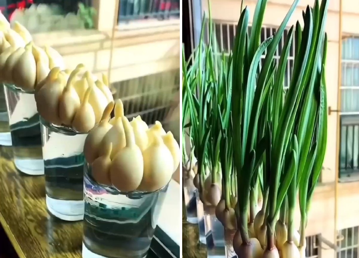 Вирощуємо часник на підвіконні: інструкція для пишного городу вдома