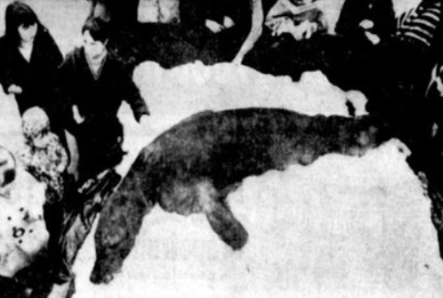 Висадка марсіян та літаючі пінгвіни: 10 масштабних розіграшів на 1 квітня, в які повірив світ