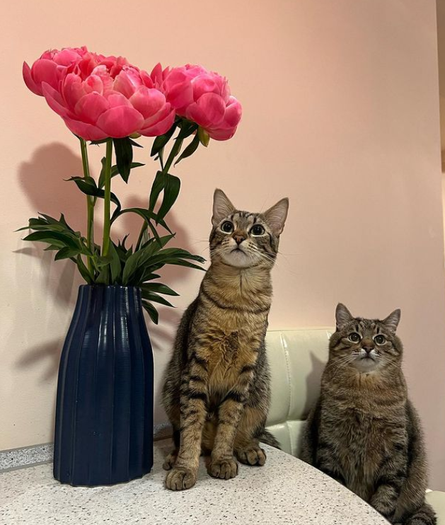 Кот Степан женился: милые фото пушистых молодоженов