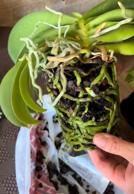 Як повернути молодість старенькій орхідеї, щоб вона знову пишно квітнула