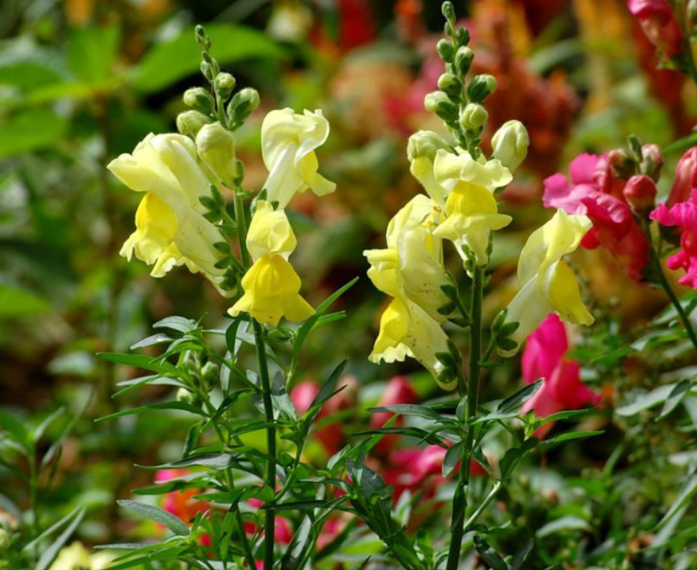 Які квіти краще посіяти на початку зими по снігу: "топ" рослин