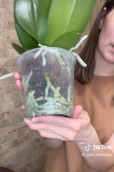 Как правильно поливать орхидею: единственное простое правило