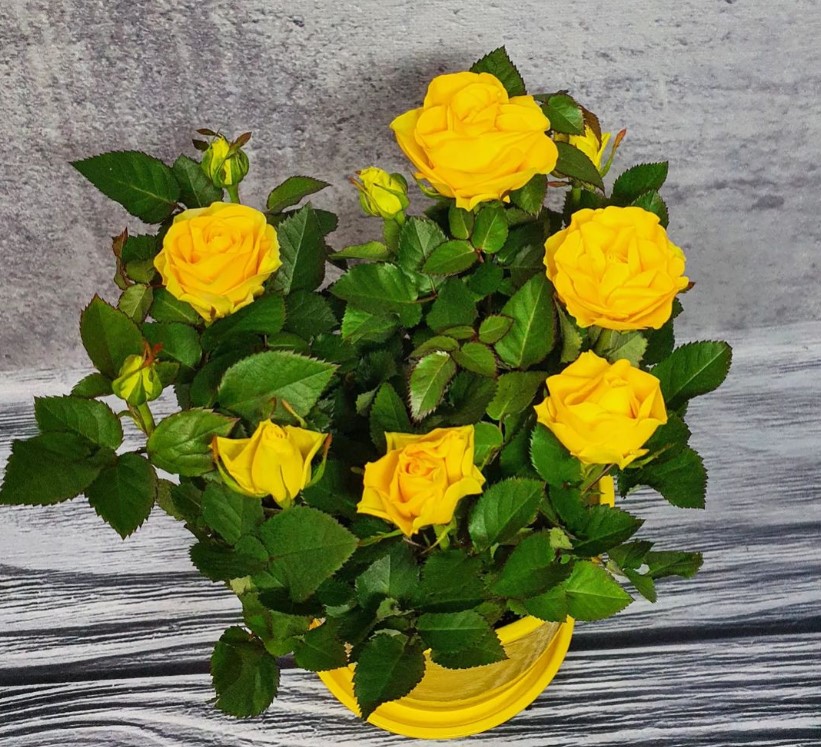 Як виростити вдома розкішну кімнатну троянду: правила догляду