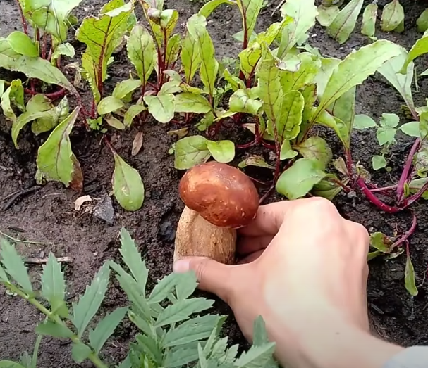 Прорастут даже на подоконнике: как вырастить белые грибы дома (инструкция)