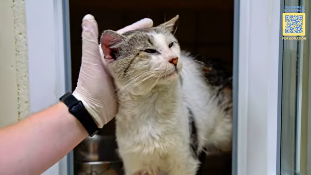 Под Киевом спасли раненого котика с 6 пулевыми: история пушистика не оставит вас равнодушными