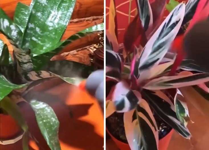 Ложка цього копійчаного засобу зробить диво з вашими кімнатними рослинами