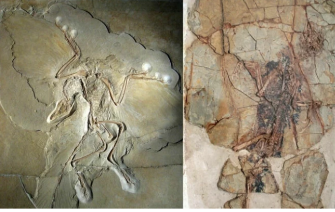 Рейтинг найдивовижніших доісторичних тварин, яких знайшли за останні десятиліття (фото)