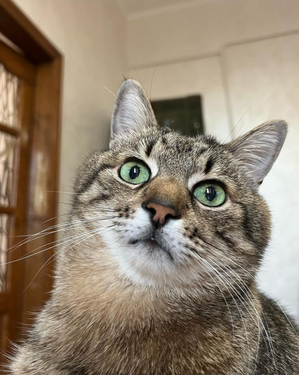 Кот Степан стал лицом обложки журнала Times Monaco: милые фото