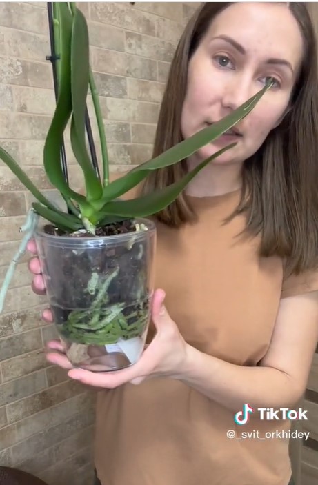 Как правильно поливать орхидею: единственное простое правило