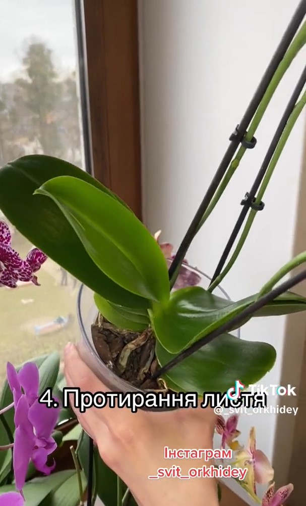 4 простих правила, з якими ваші орхідеї будуть часто і гарно квітнути