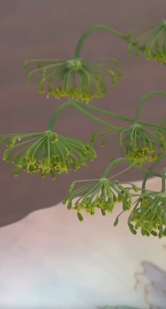 Дідівська насадка, з якою всі карасі і коропи будуть ваші (рецепт)