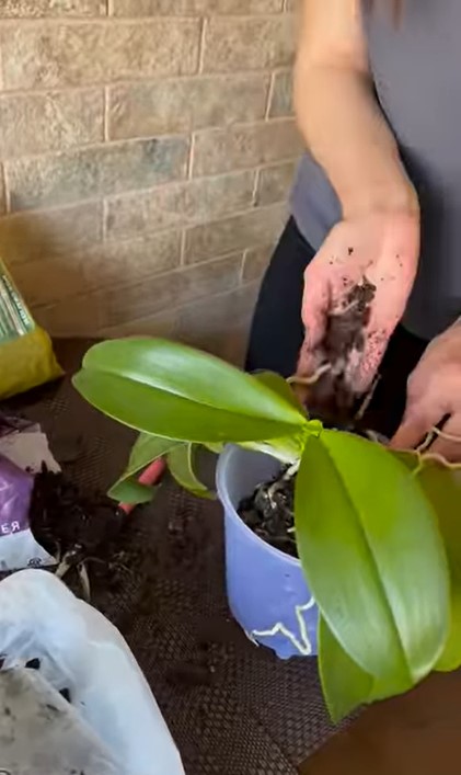 Як повернути молодість старенькій орхідеї, щоб вона знову пишно квітнула