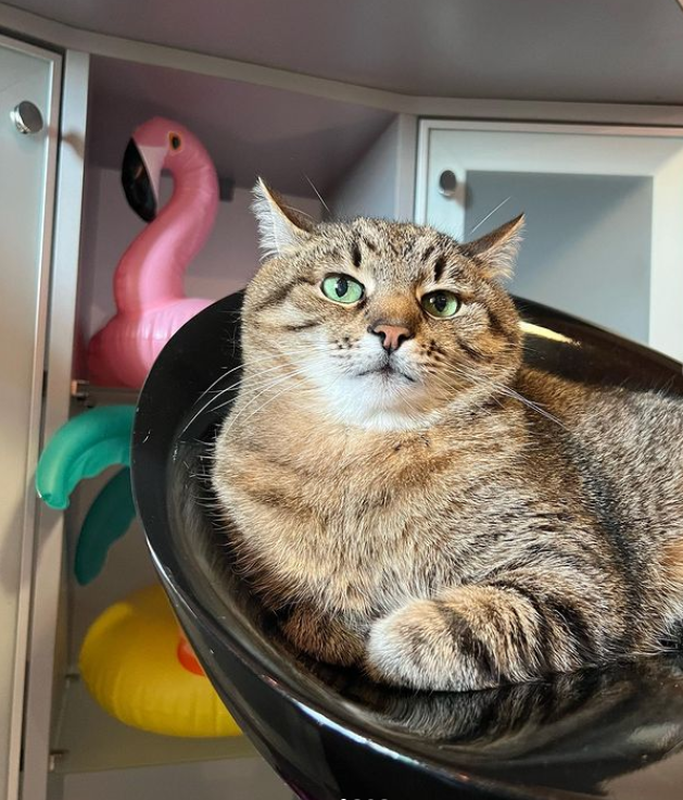 Кот Степан женился: милые фото пушистых молодоженов