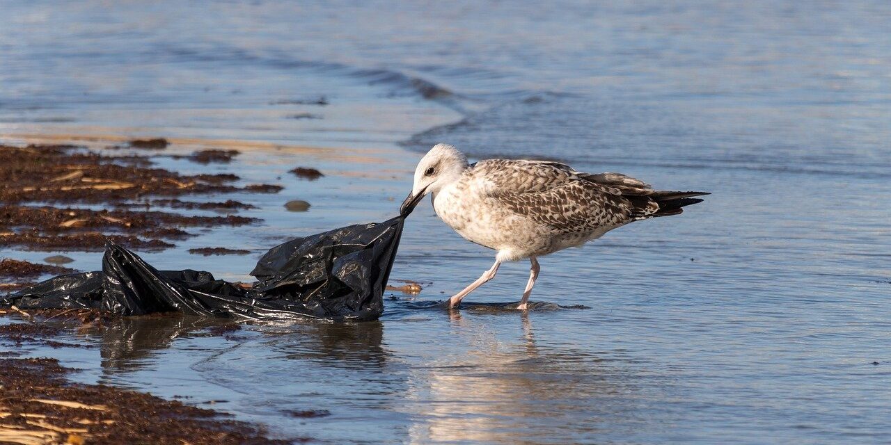 От жвачки до кофейных капсул. Названы 10 худших изобретений в истории