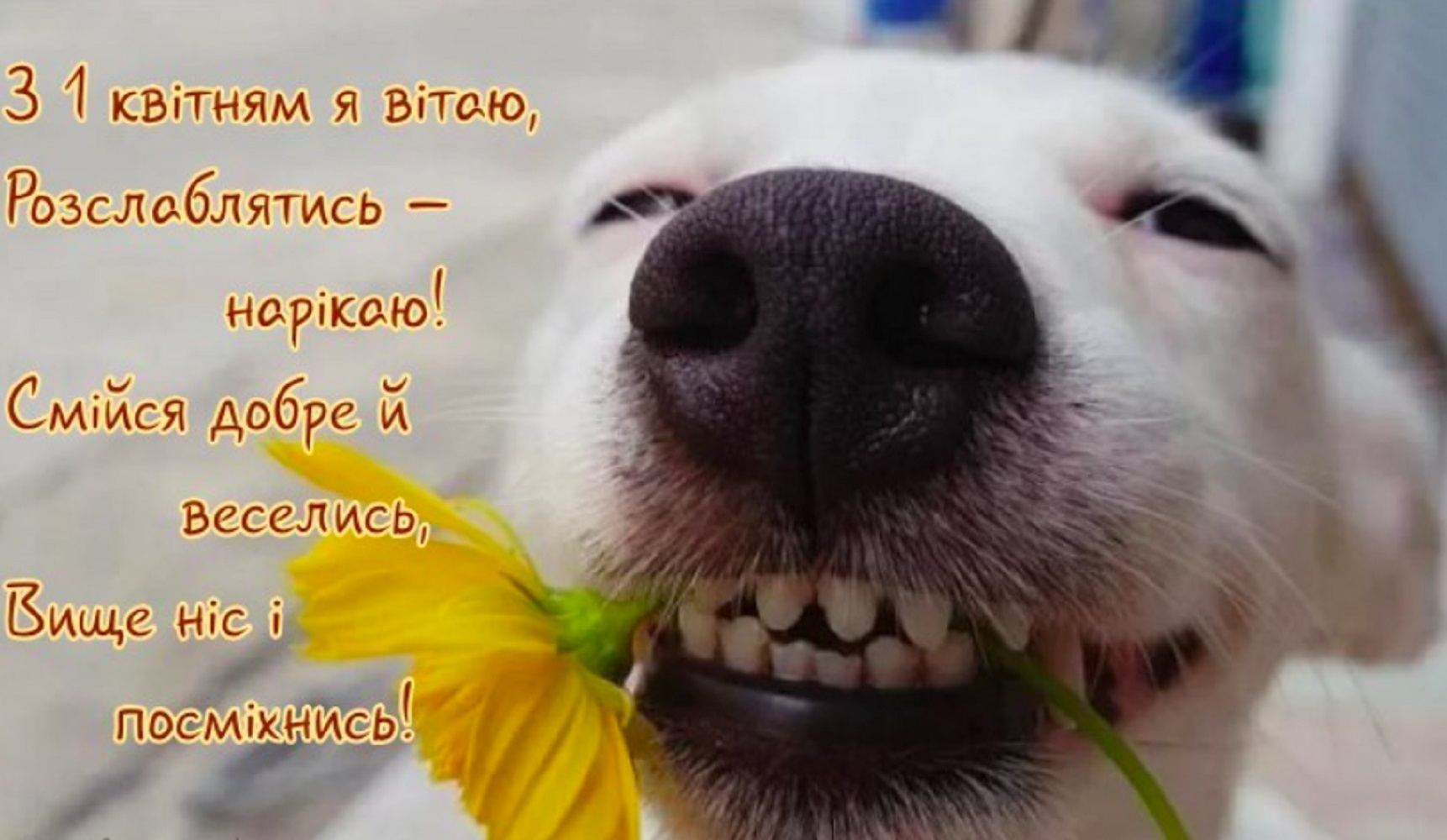 День смеха: веселые поздравления в стихах и своими словами, открытки