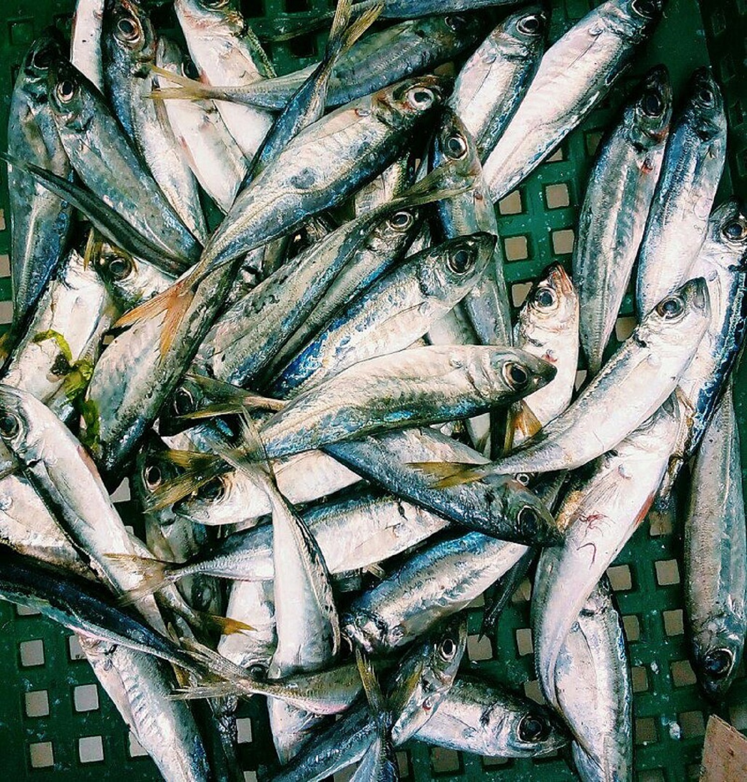 9 найсмачніших риб, яких можна зловити у Чорному морі