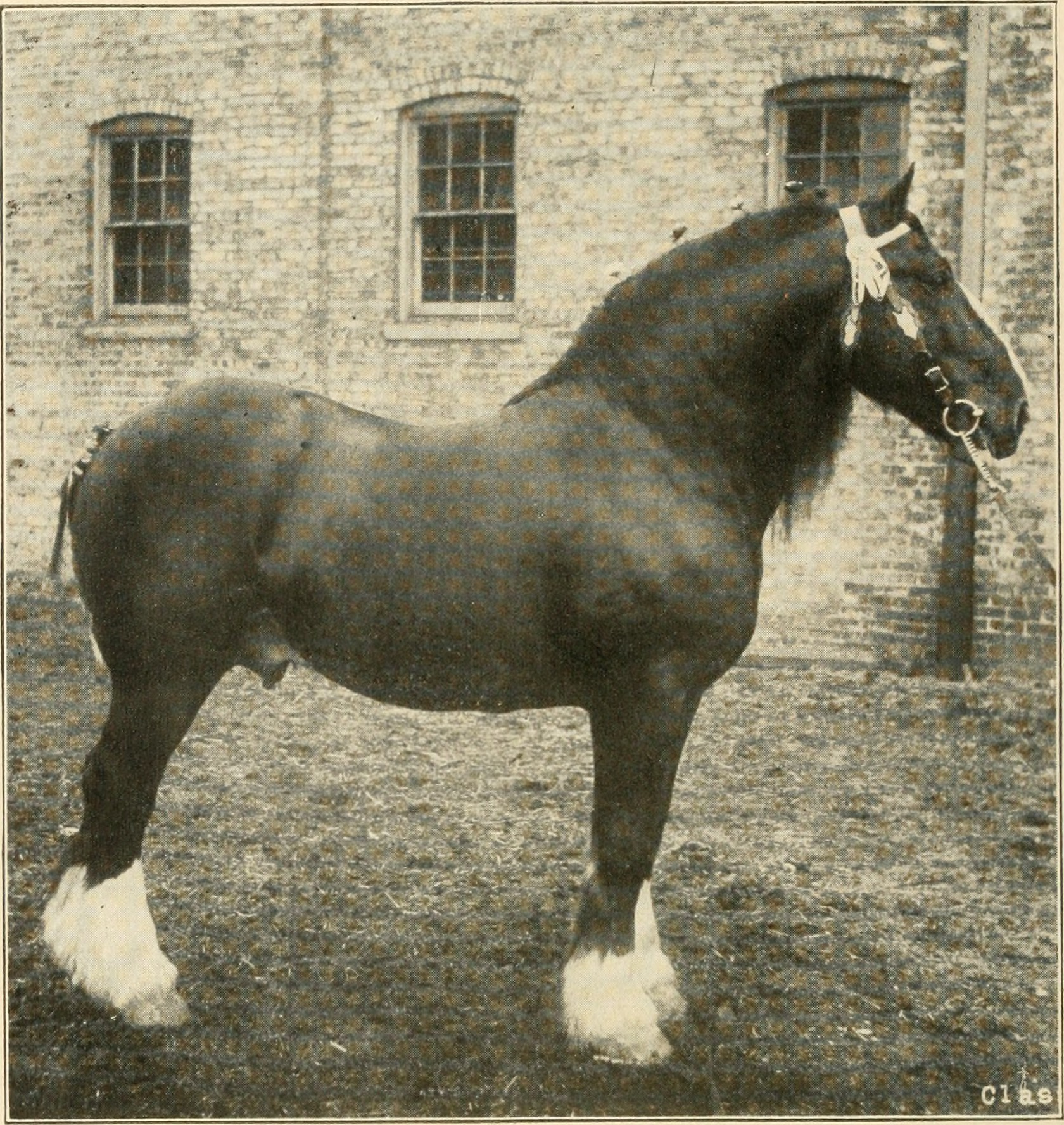 Самые большие лошади мира: как появились добродушные великаны шайры