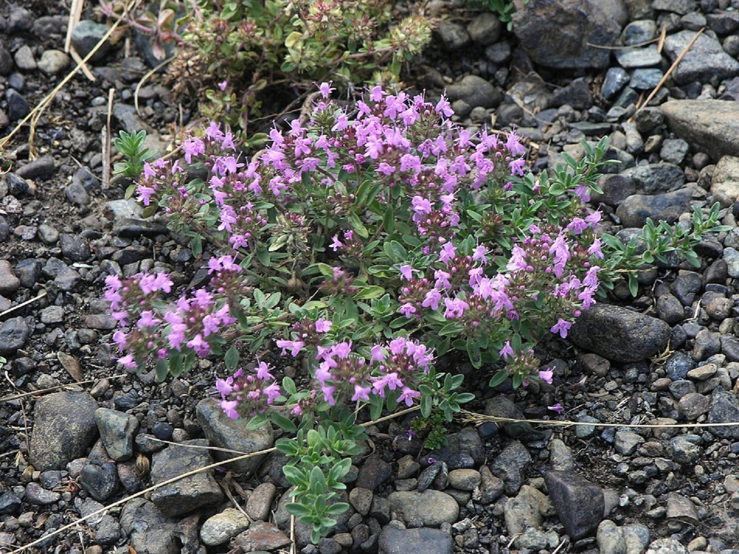 5 красивих рослин для балкона, які не треба поливати: ідеально для лінивих!