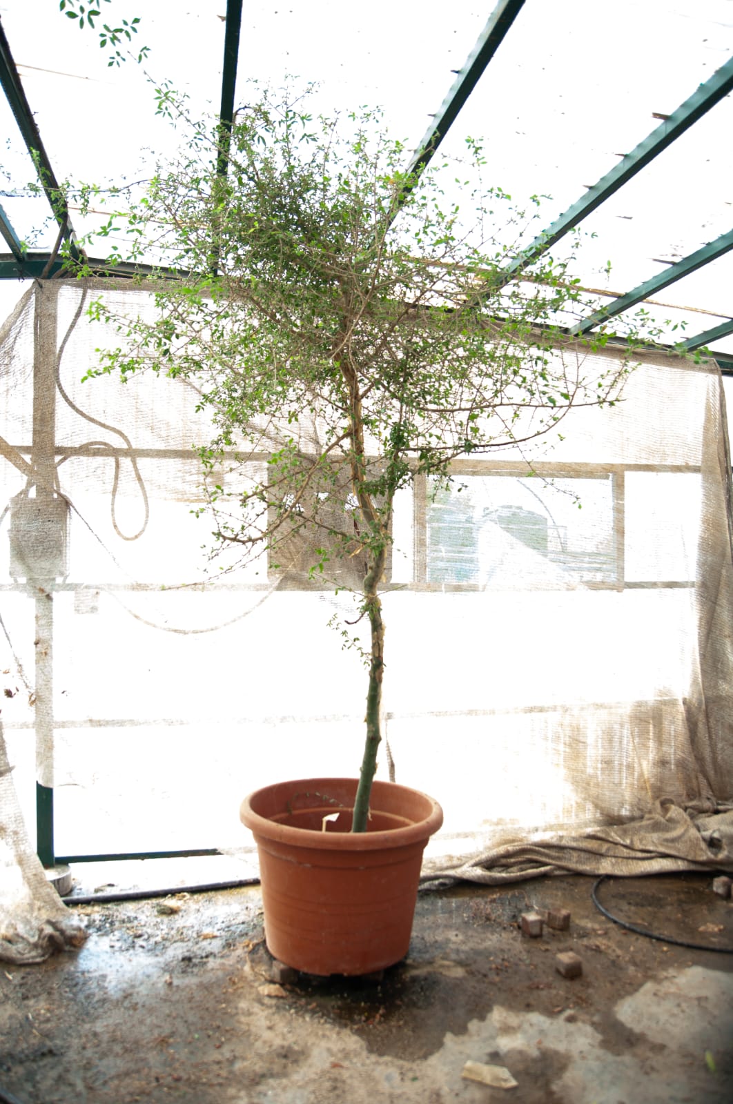 Упоминалось в Библии и было утрачено. Ученая вырастила уникальное дерево Шеба из старинных семян
