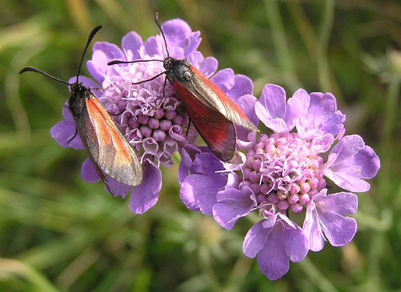 7 квітів, які можна висадити влітку. Вони люблять сонце і тепло