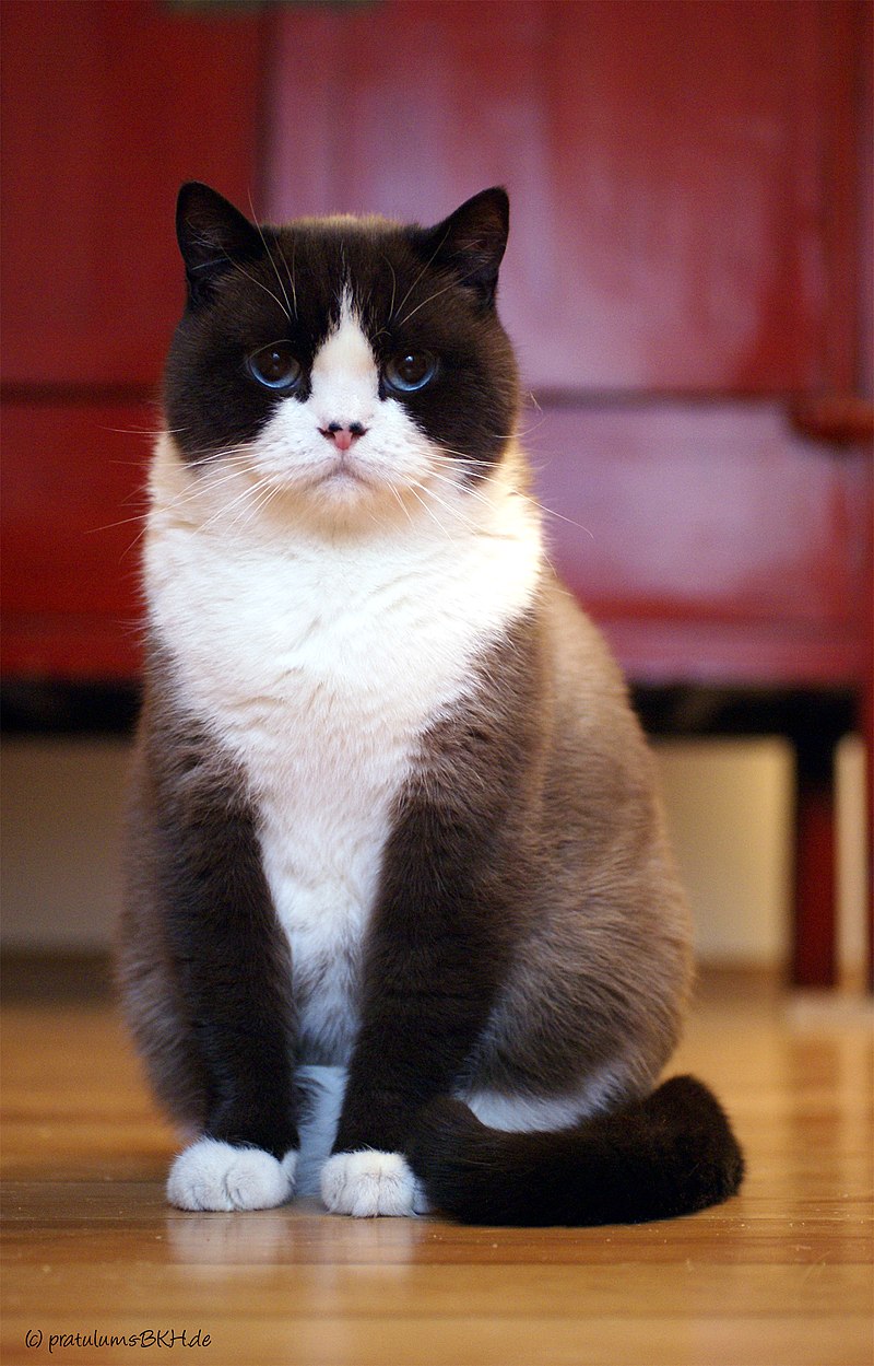 8 самых милых кошек, которые понравятся всем