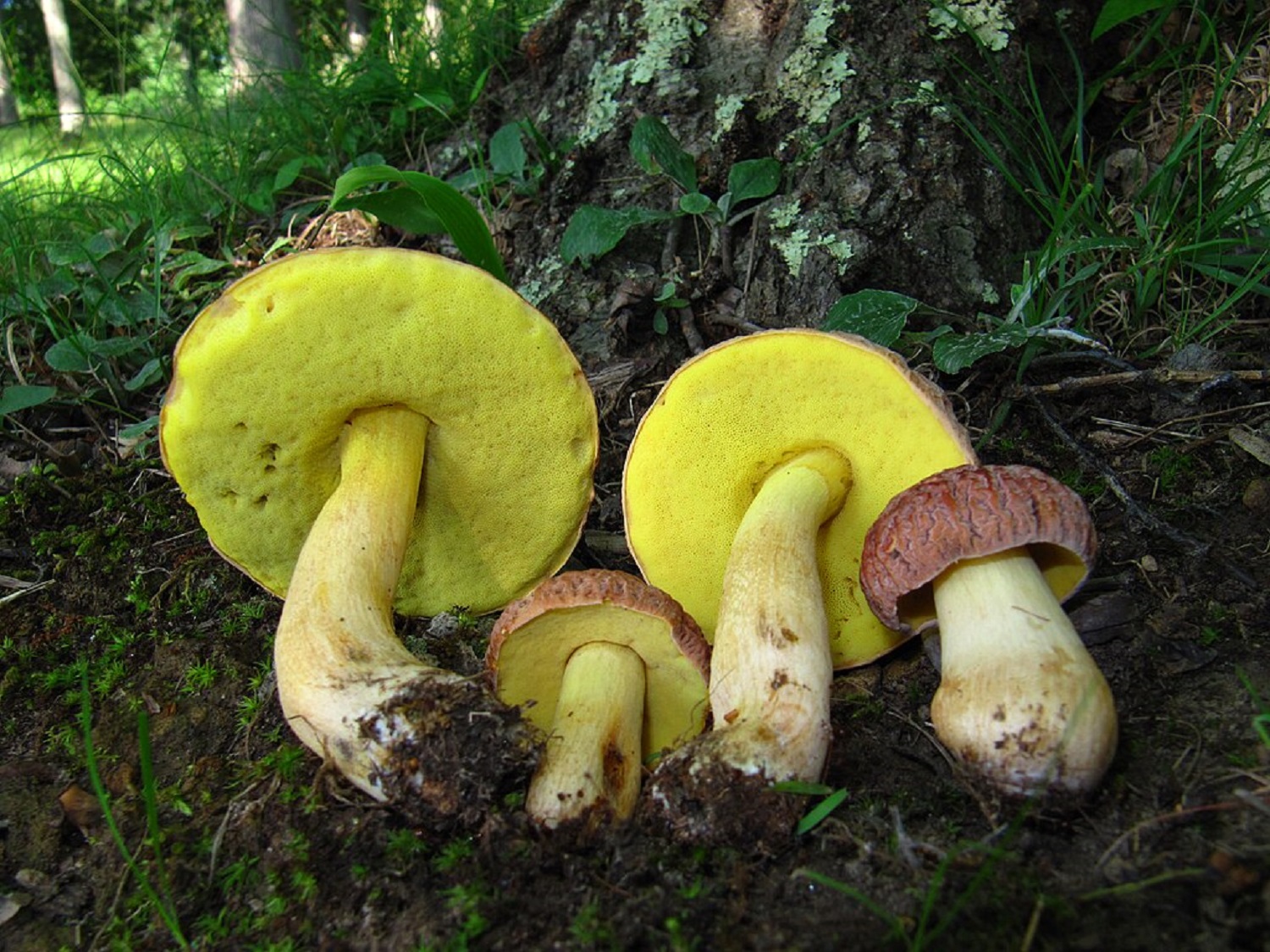 Сезон відкрито! Де у червні знайти великі і смачні лисички, білі та інші гриби
